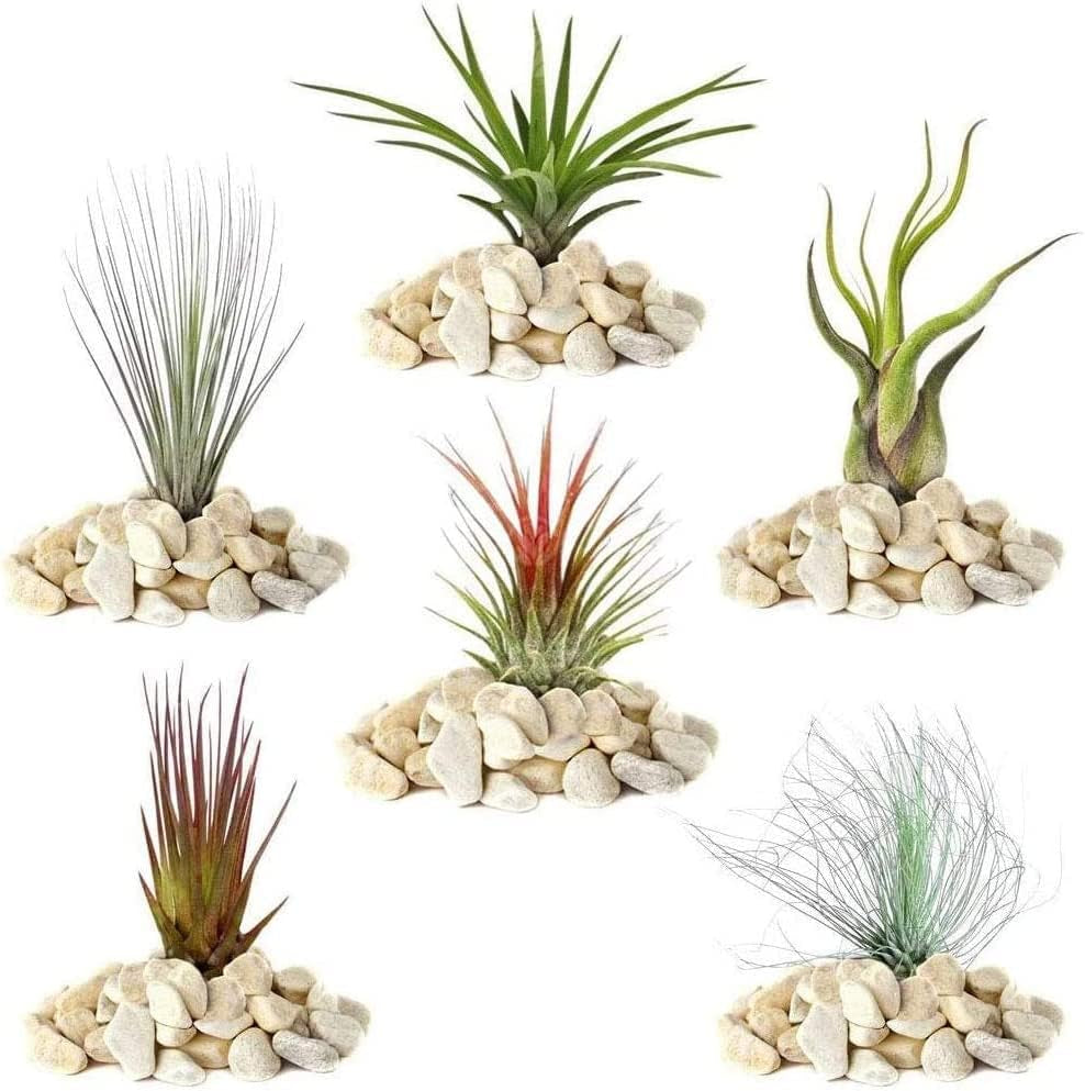 El sueño de los jardineros: 4 plantas de Tillandsia reales - 4 plantas de aire de Tillandsia reales - Plantas de terrario - Plantas decorativas de terrario - Plantas de interior purificadoras de aire - Plantas decorativas - Plantas reales