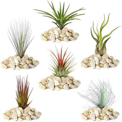 El sueño de los jardineros: 4 plantas de Tillandsia reales - 4 plantas de aire de Tillandsia reales - Plantas de terrario - Plantas decorativas de terrario - Plantas de interior purificadoras de aire - Plantas decorativas - Plantas reales