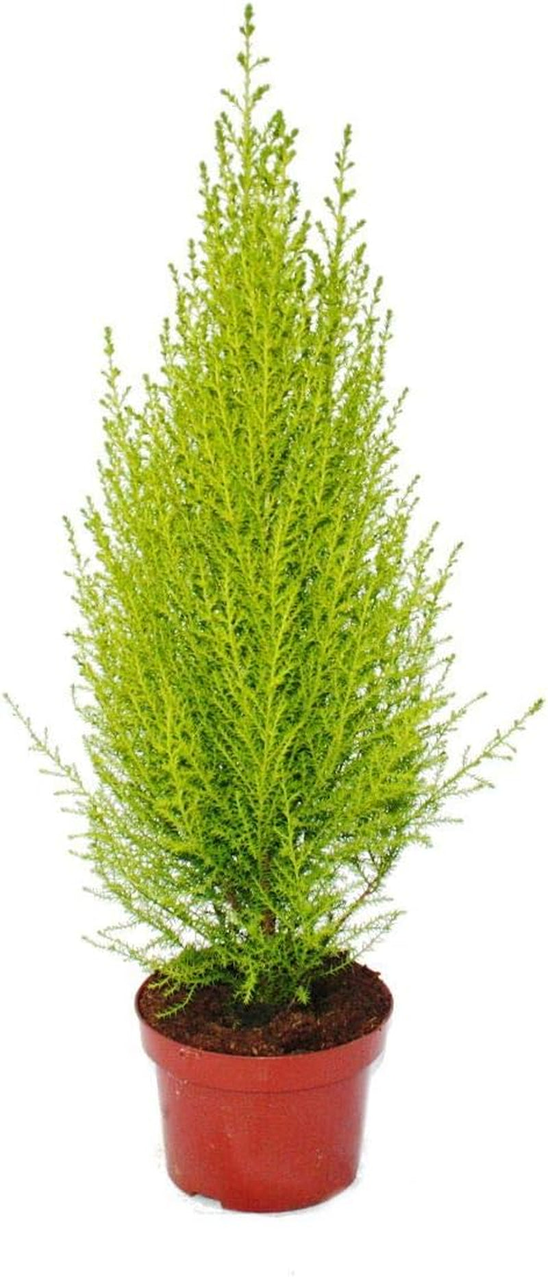 Exotenherz Zimmerpflanzen-Mix II 3Er Set, 1X Dieffenbachia, 1X Chamaedorea (Bergpalme) 1X Dracena Marginata (Drachenbaum), 10-12Cm Topf
