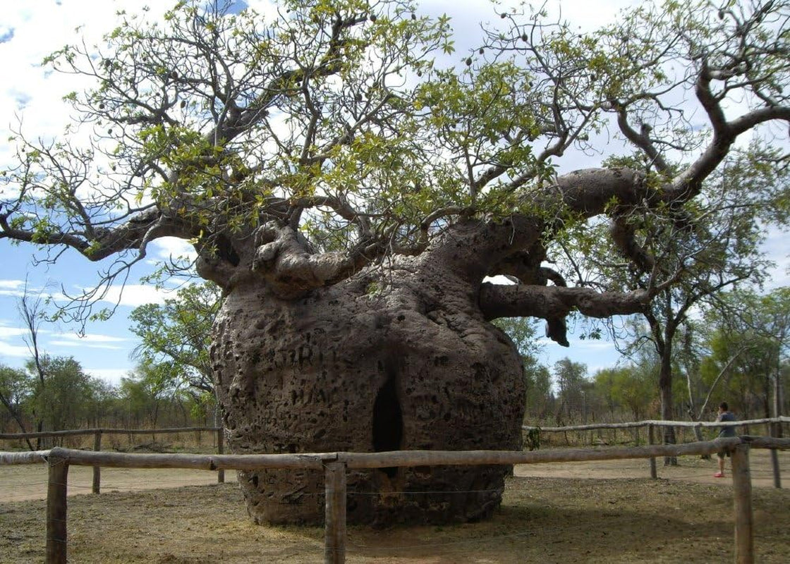 SAFLAX - Geschenk Set - Afrikanischer Affenbrotbaum - 6 Samen - Mit Geschenk- / Versandbox, Versandaufkleber, Geschenkkarte Und Anzuchtsubstrat - Adansonia Digitata
