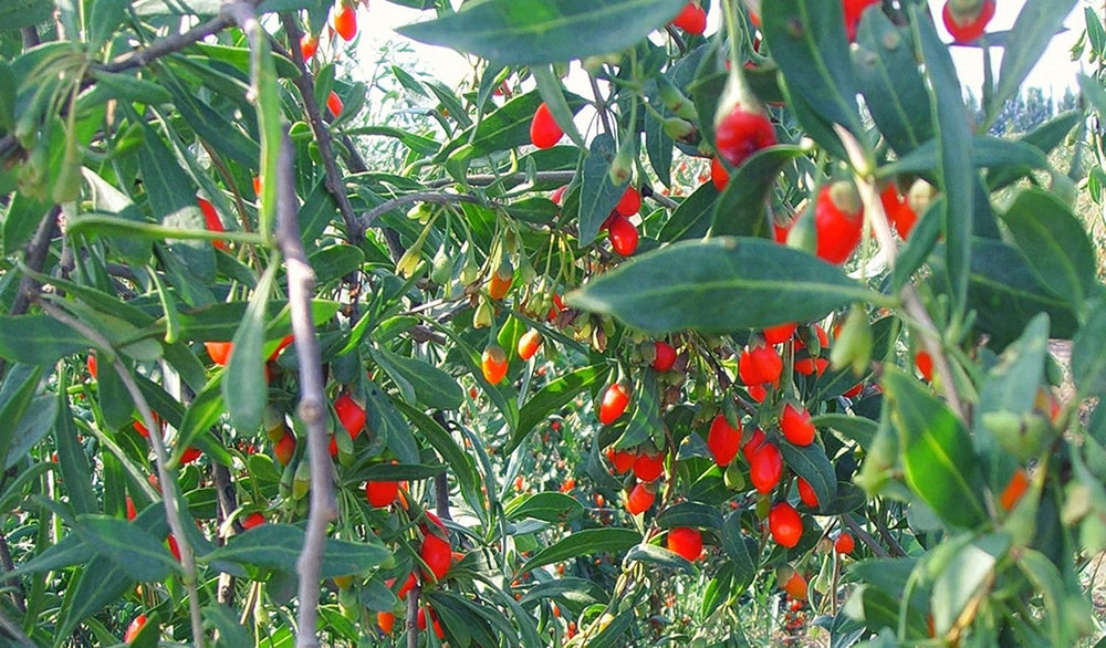 100 Goji-Samen, Staudenpflanze, Gemüsegarten, Obstgarten, Reproduzierbare Bäuerliche Samen, Semisauvage