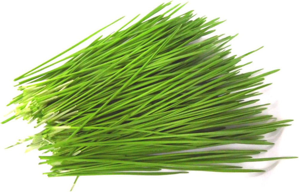 500 G BIO Keimsprossen Mischung -Vitamin Cocktail MIX- Keimsaat 5 X 100 G Samen Für Die Sprossenanzucht Rote Rüben, Mangold, Sonnenblumen, Alfalfa, Weizen Sprossen Microgreen Mikrogrün
