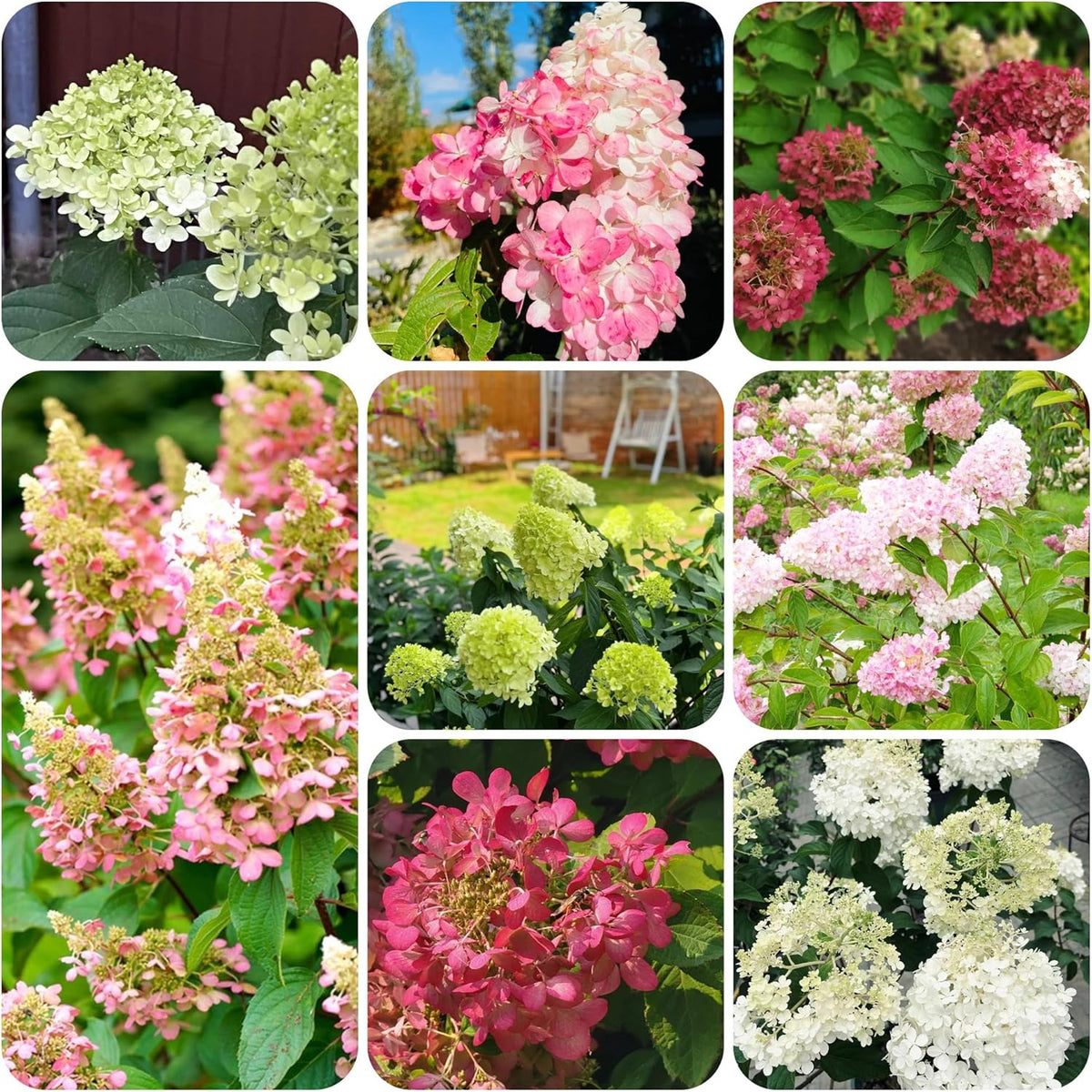 Rispenhortensie Immergrüne Sträucher Winterhart Blühend Hydrangea Paniculata Schattenpflanzen Wildblumensamen Bonsai Balkon Blumensamen Seltene Zimmerpflanzen Balkonpflanzen 40Samen
