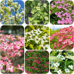Cornus Kousa, Stauden Winterhart Mehrjährig Hartriegel, Winterharte Für Garten Steingartenpflanzen Winterhart Blumensamen 100Samen