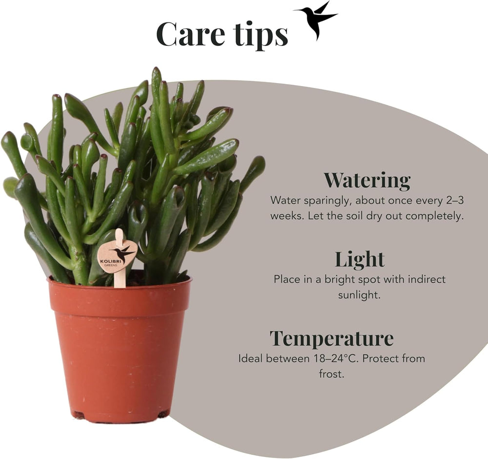 Kolibri Greens | Groene Plant - Sukkulente Crassula Hobbit - Grüne Zimmerpflanze - Frisch Aus Der Gärtnerei - Ø9Cm