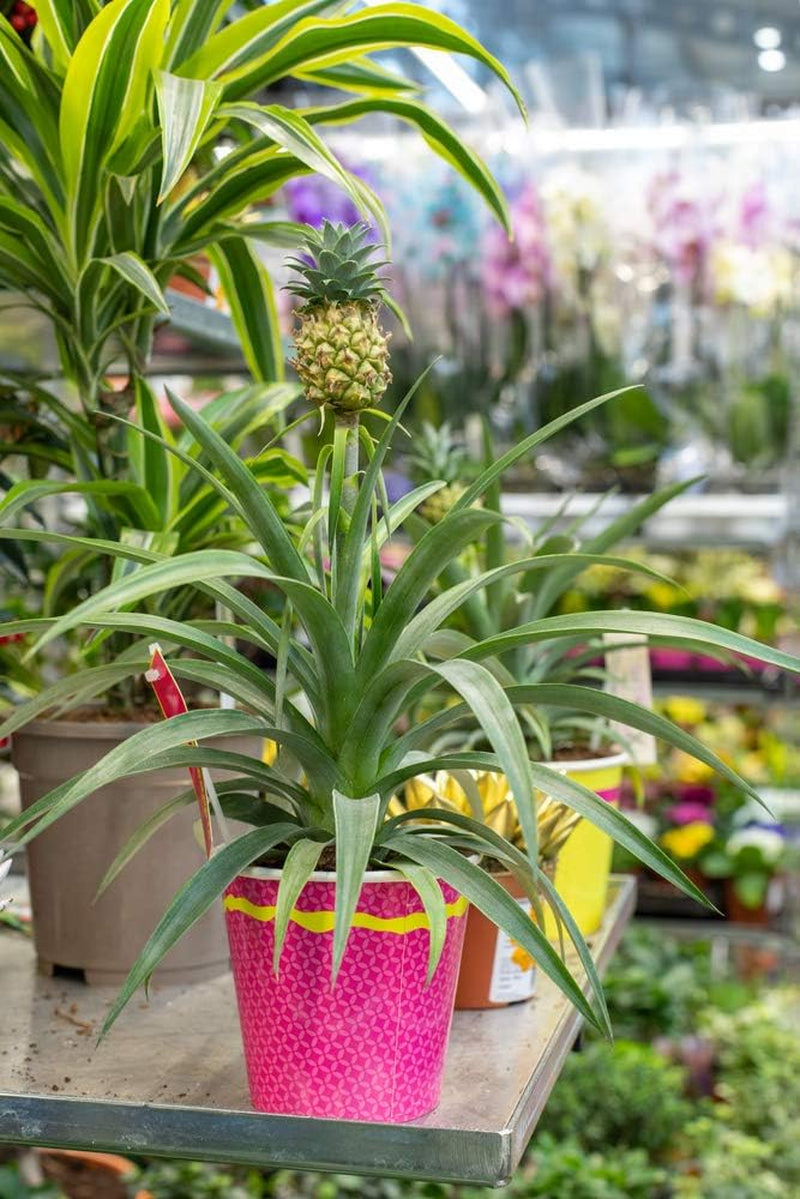 Bloomique - 2Er Set - Ananas Comosus - Ananas Pflanze - Bromelien - Zimmerpflanzen - Luftreinigend - Höhe 30-40 Cm - Topf 12 Cm