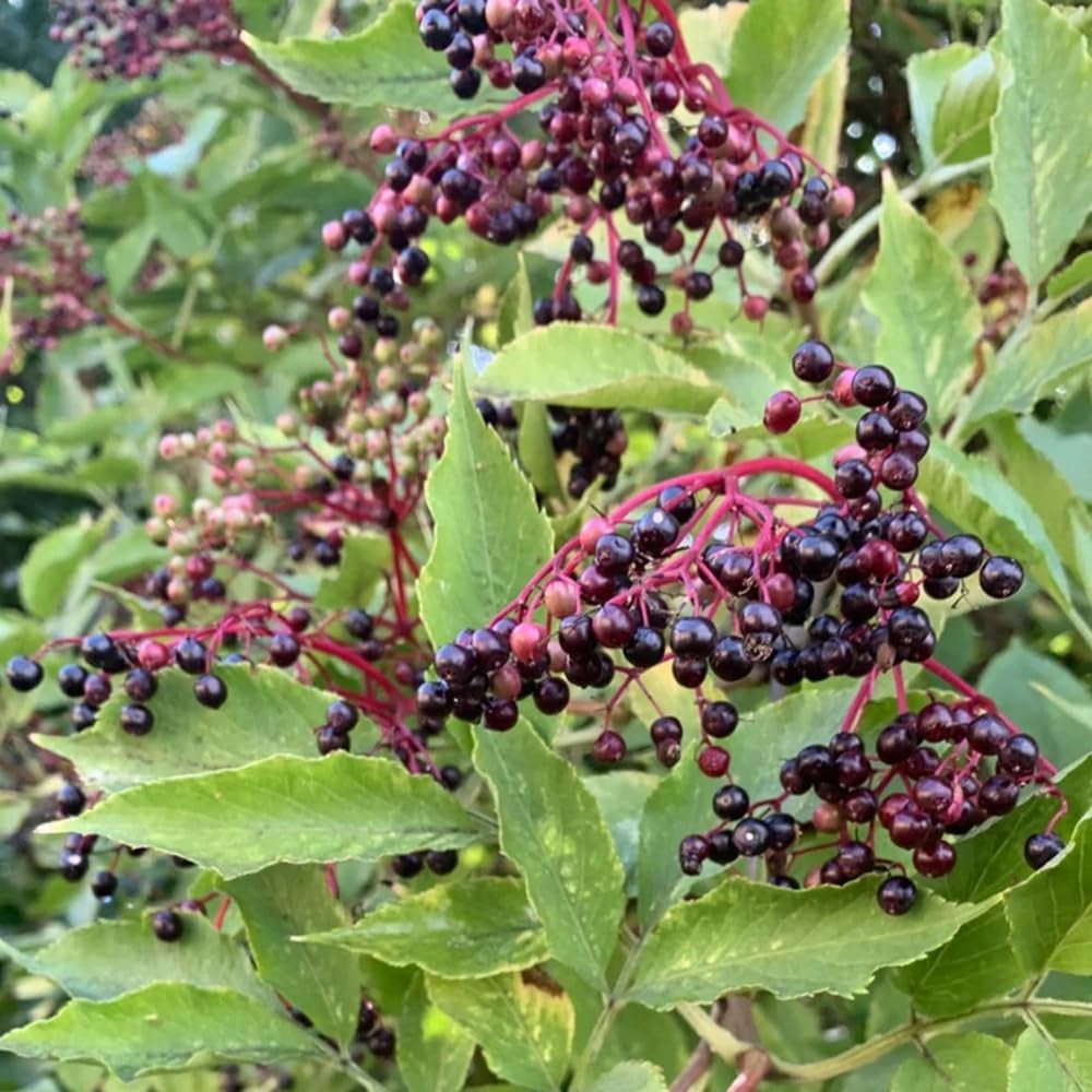 Holunder, Garten Sträucher Winterhart Grünpflanzen Bio Winterhart 100Samen