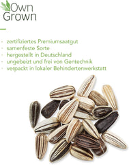 Semillas de girasol de disco amarillo (Helianthus annuus): Semillas de girasol de primera calidad, Semillas de girasol para cultivar unas 20 plantas de girasol - Semillas de flores aptas para insectos de OwnGrown