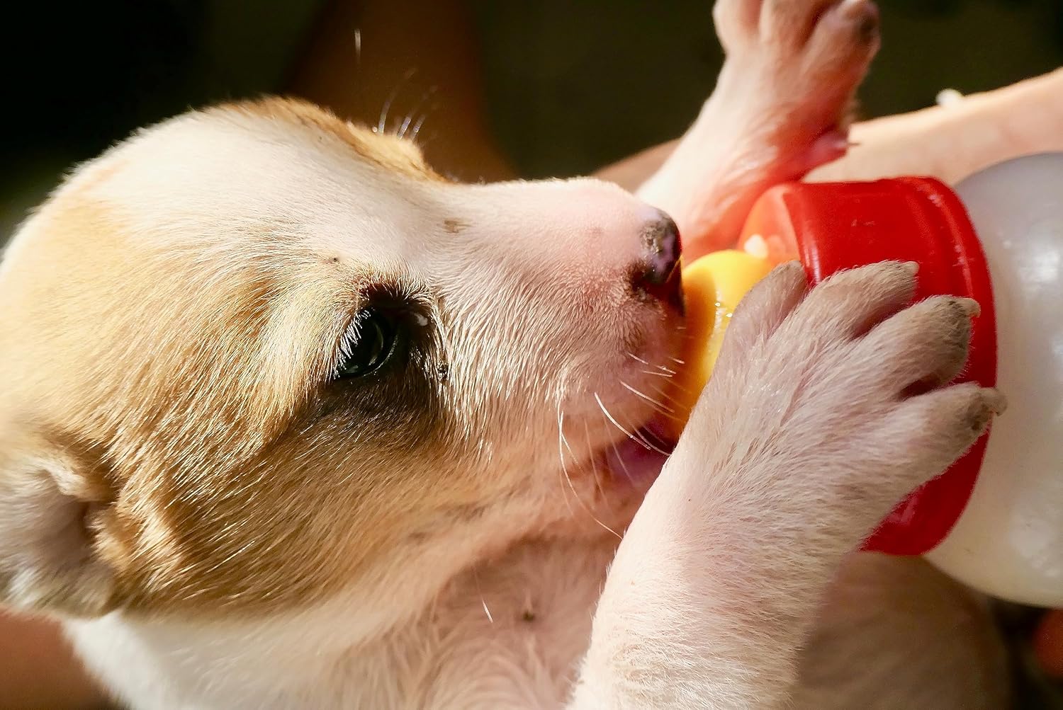 Leche en polvo pura de cabra Foozia - Sin aditivos para humanos y animales