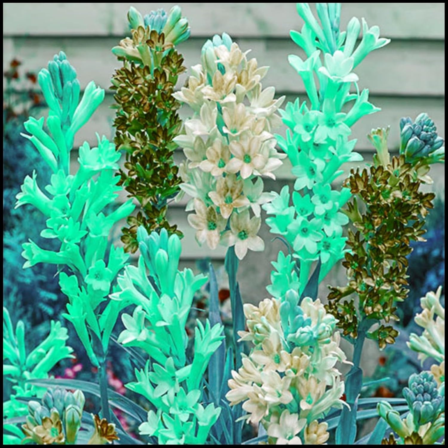 Blumenzwiebel Mix, Winterhart zwiebeln, Winterhart pflanzen, Mehrjährige Blumenzwiebel ist winterhart, Mysteriöse magische Glühbirne-4 Pflanzen Funken Hosta Rhizom