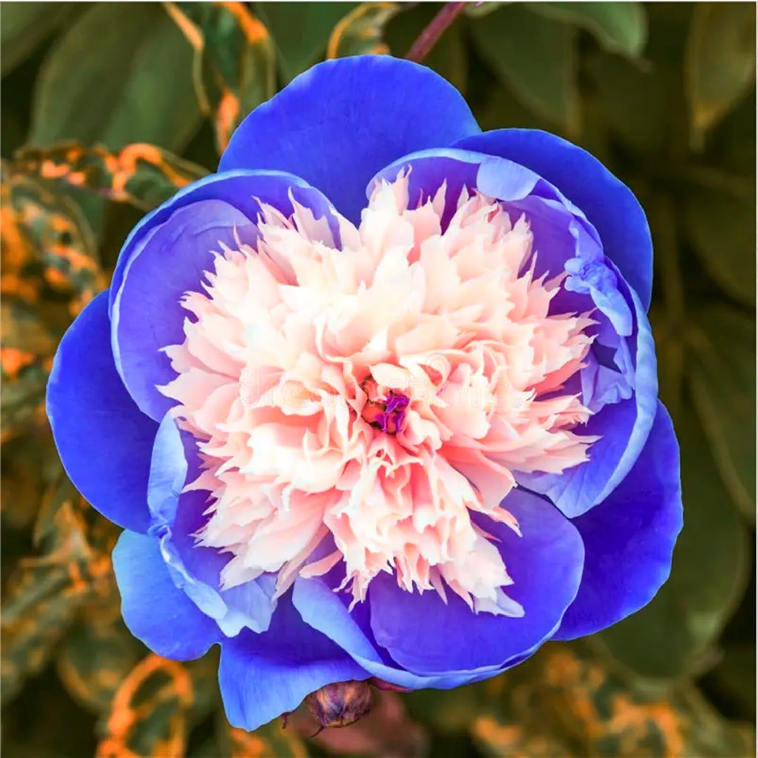 Mezcla de bulbos de flores, bulbo mágico misterioso, plantación resistente, bulbo de flor perenne resistente al invierno, bulbos resistentes - 3 bulbos de orquídeas