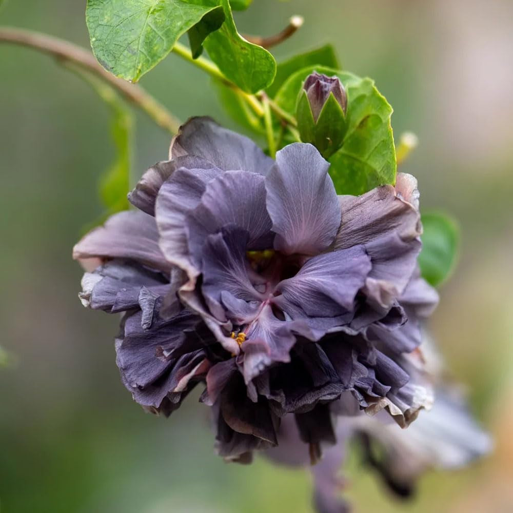 Hibiskussamen, Winterhart Mehrjährig Hochbeete Für Garten, Balkon 700Pcs