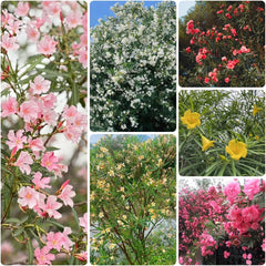 Oleander Gartenpflanzen Winterhart Mehrjährig Immergrüne Züchten, Hecken Winterharte Garten 15Samen