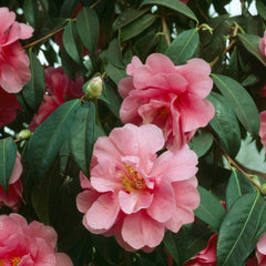 Juego de 3 Camellia Gardeners Dream (rojo, blanco y rosa) - Arbustos de flores de hoja perenne resistentes - Plantas de jardín resistentes - Plantas de balcón resistentes - Plantas de maceta resistentes