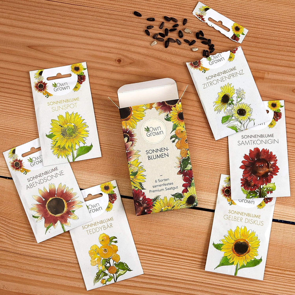 Semillas de girasol de disco amarillo (Helianthus annuus): Semillas de girasol de primera calidad, Semillas de girasol para cultivar unas 20 plantas de girasol - Semillas de flores aptas para insectos de OwnGrown