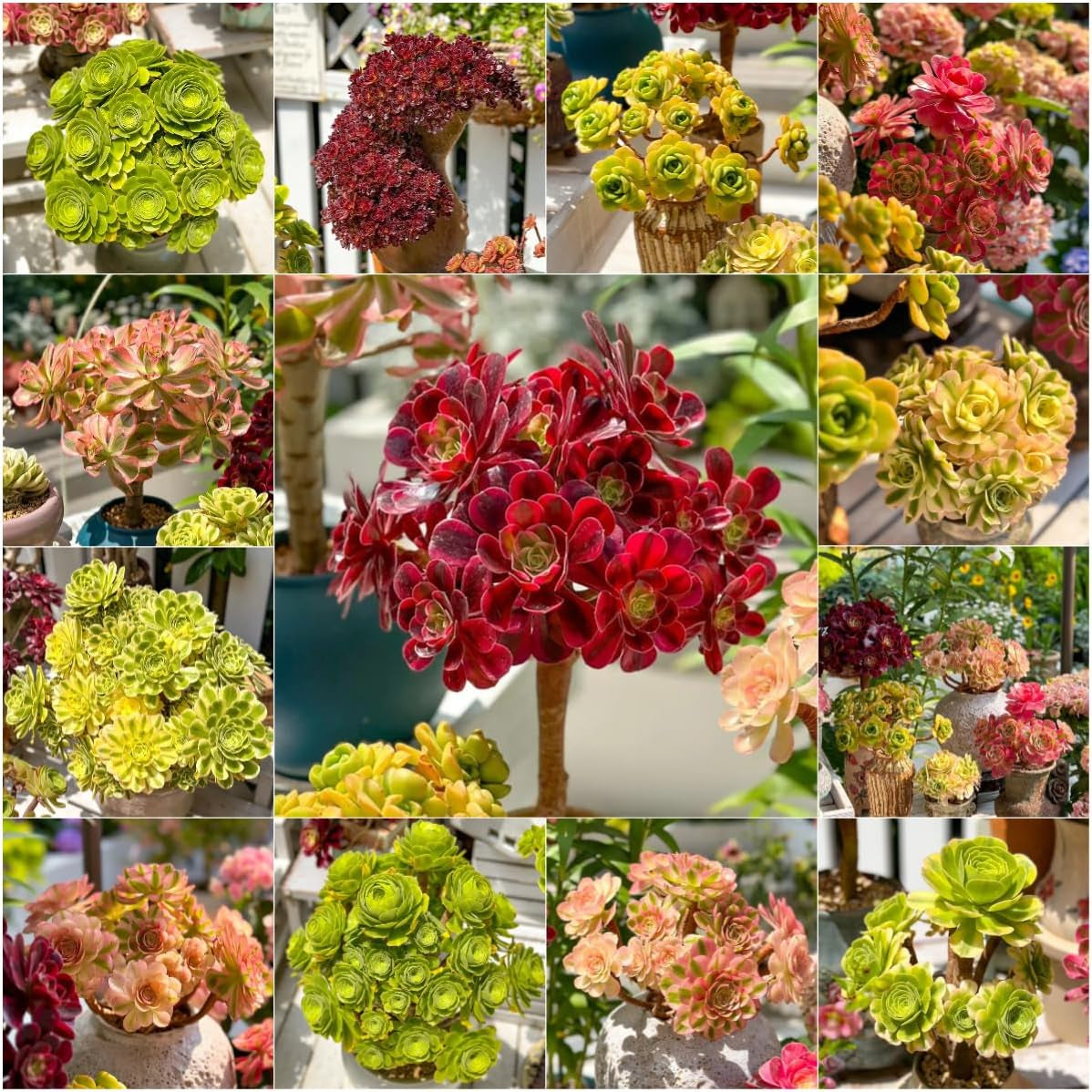 Bergrose Hochbeet Mini Geschenke Für Garten Geschenk Schattenpflanzen Bio Kletterpflanzen Winterhart Gartendeko Für Draußen Balkonpflanzen 100Samen