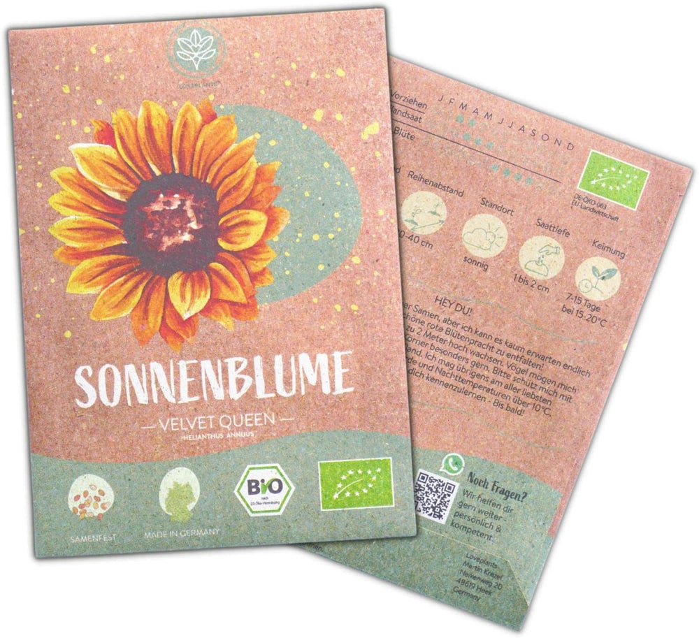 Pipas de girasol ecológicas, ramificadas, 20 pipas de girasol con alta tasa de germinación, pipas de girasol para jardín, balcón, parterre o regalo para invitados. Semillas de flores de polinización libre.