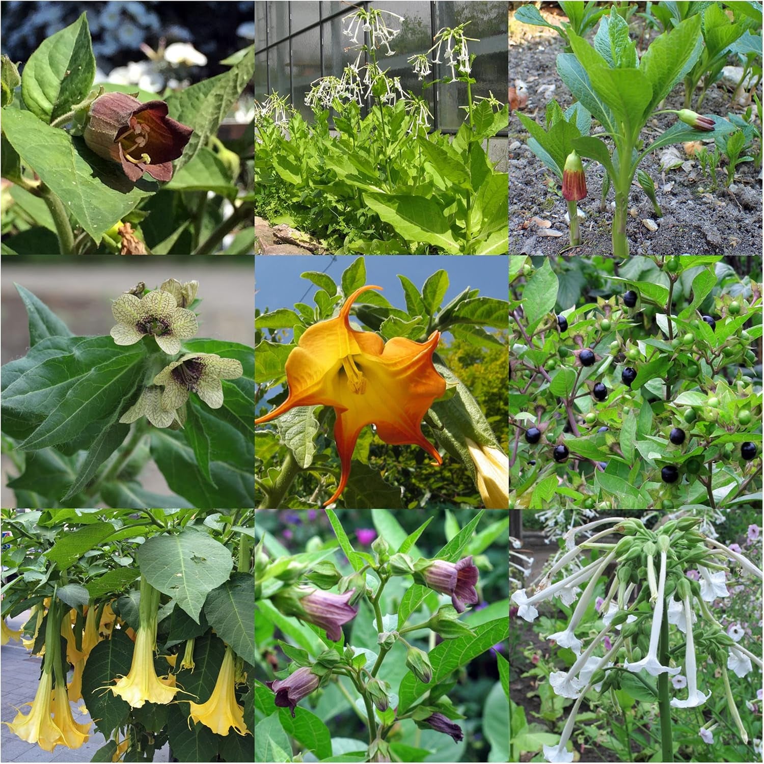 Plantas legendarias de cola de caballo - Set de semillas con 5 plantas mágicas