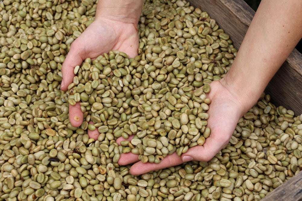 | Pachet mostră boabe de cafea 1 kg | Supreme 500g și Gourmet Arabica 500g | Aciditate scăzută | Cremă fină | Cel mai bun espresso pentru aparate complet automate | Set de degustare cafea