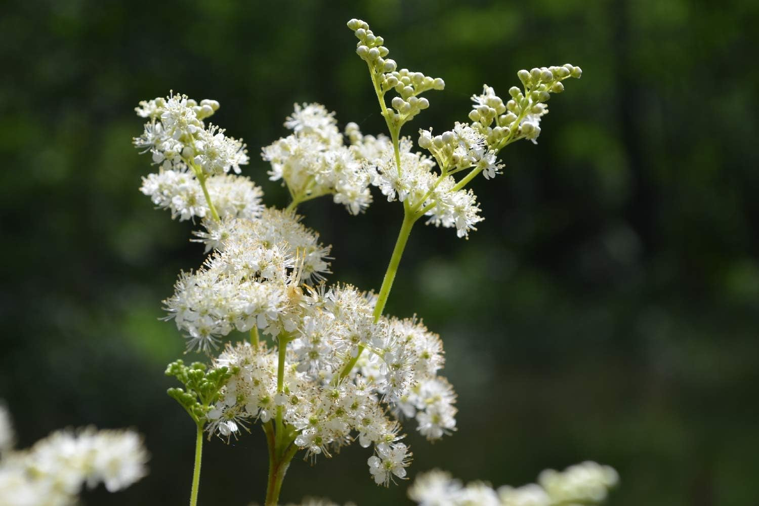 SAFLAX - Heilpflanzen - Echtes Mädesüß - 500 Samen - Mit Keimfreiem Anzuchtsubstrat - Filipendula Ulmaria