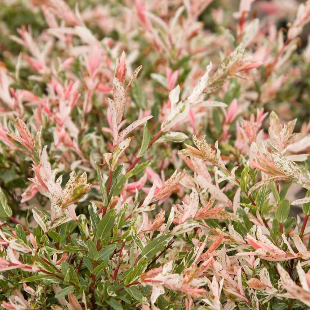 Harlekinweidesamen, Immergrüne Winterhart Salix Integra, Hochbeet Exotische Sträucher Garten Baumsamen Schnell Wachsende 250Pcs
