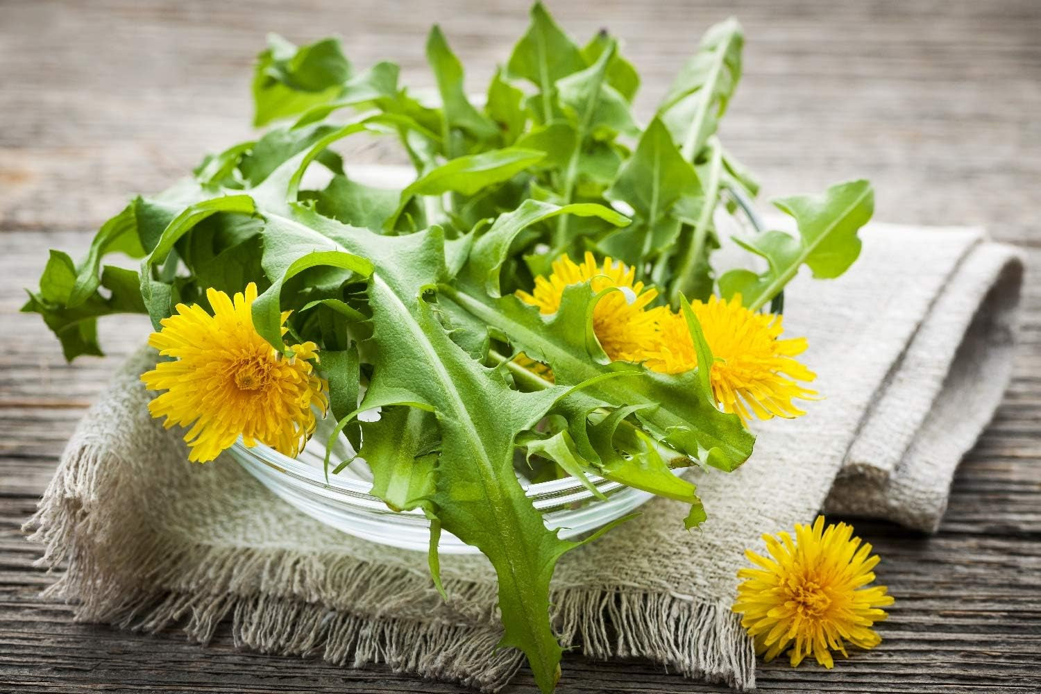 SAFLAX - BIO - Diente de león - 400 semillas - Taraxacum officinale