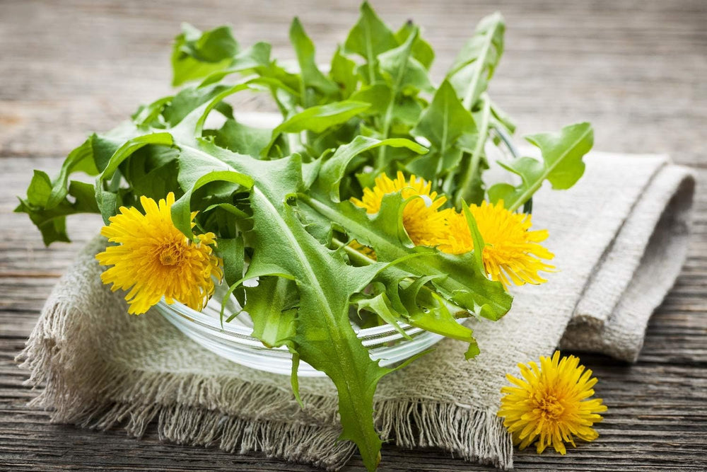 SAFLAX - BIO - Diente de león - 400 semillas - Taraxacum officinale