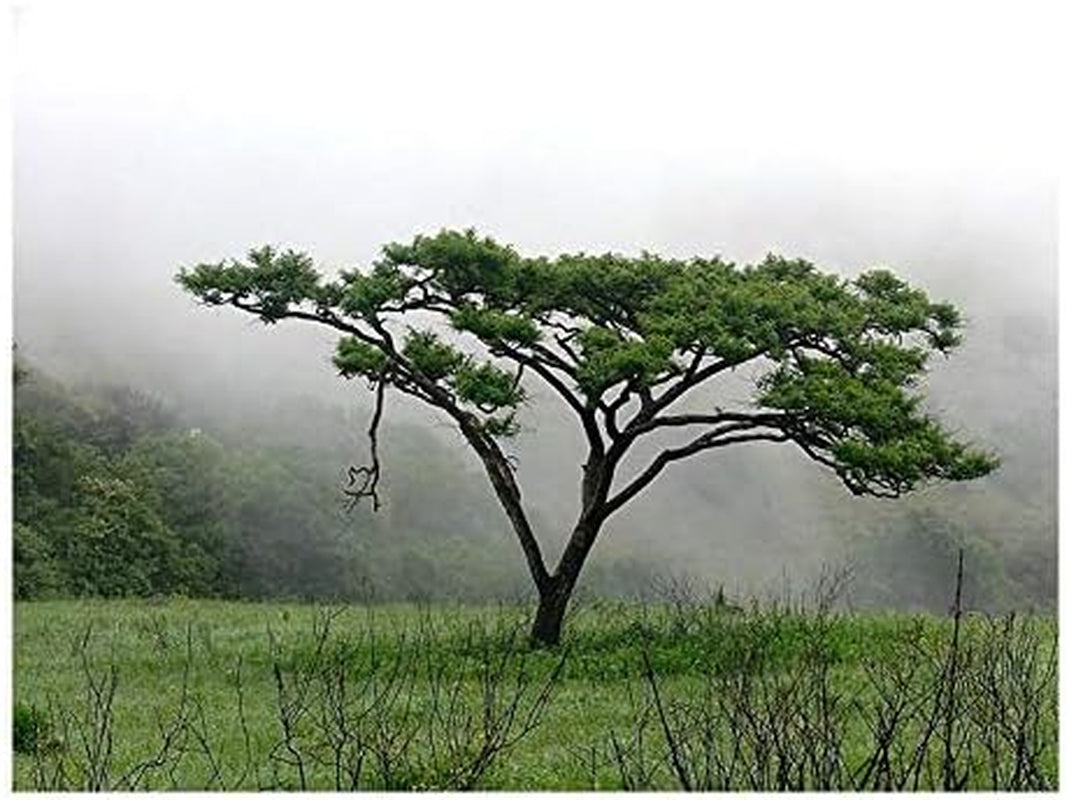 Stk - 20X Acacia Senegal Akazie Gummiarabikum Baum Pflanzen - Samen ID51 -