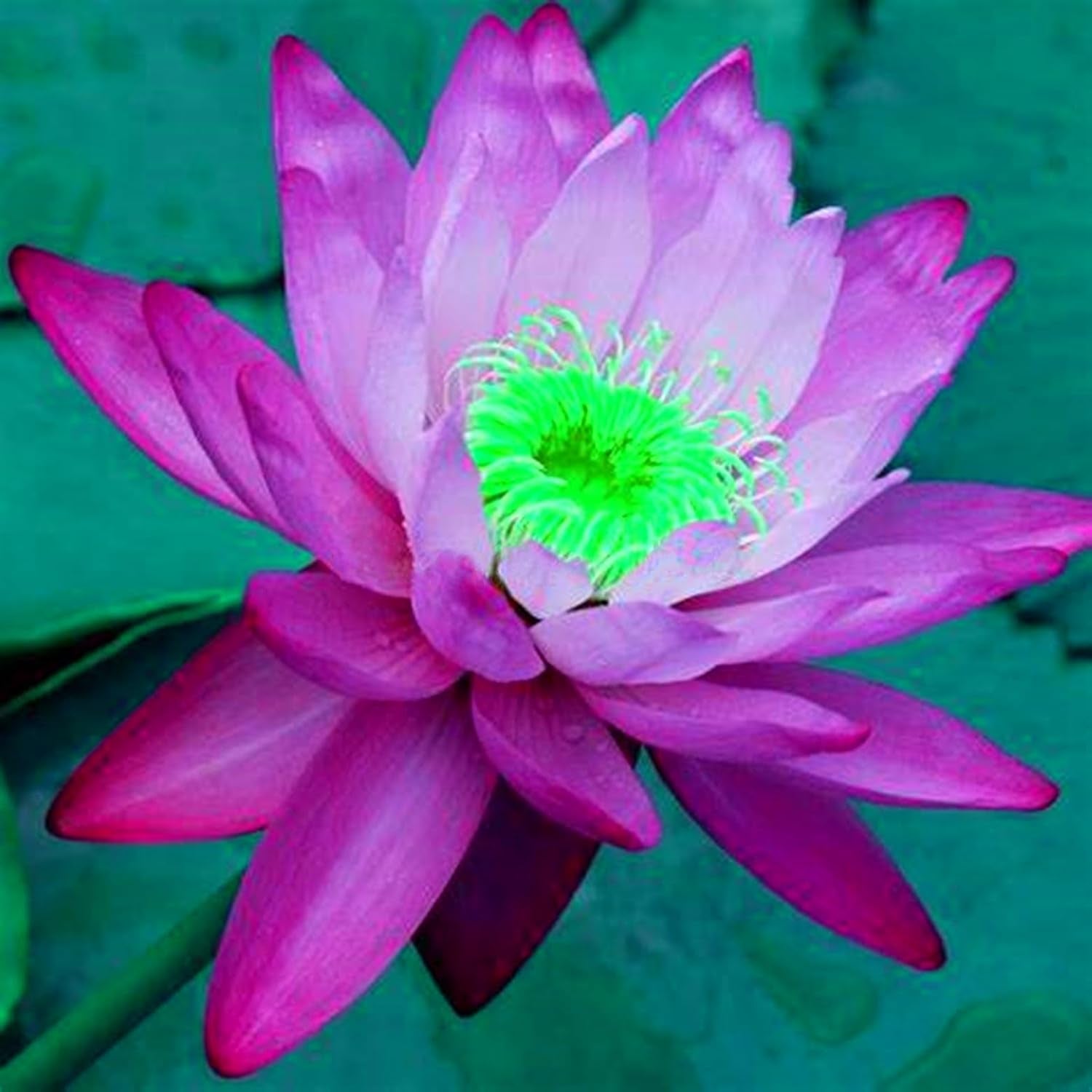 Blumenzwiebel Mix, Winterhart zwiebeln, Winterhart pflanzen, Mehrjährige Blumenzwiebel ist winterhart, Mysteriöse magische Glühbirne-4 Pflanzen Funken Hosta Rhizom