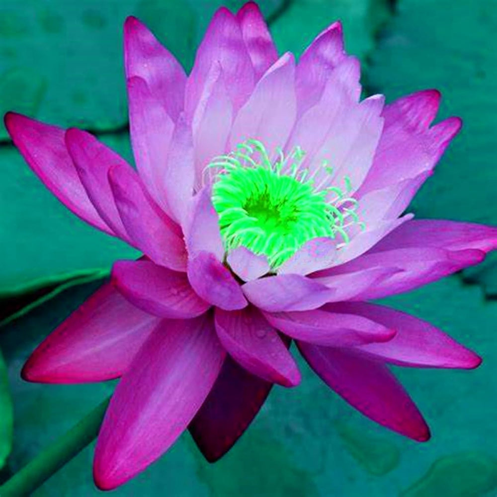 Blumenzwiebel Mix, Winterhart zwiebeln, Winterhart pflanzen, Mehrjährige Blumenzwiebel ist winterhart, Mysteriöse magische Glühbirne-4 Pflanzen Funken Hosta Rhizom