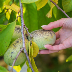 Asimina Triloba Sunflower (Pawpaw) Obstpflanze Antik Auf Topf 18-Max. 50Cm