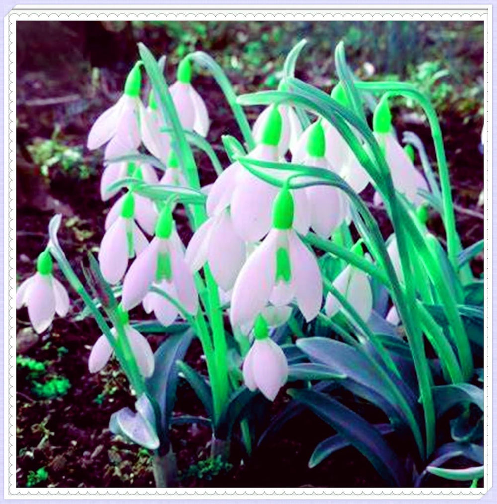 Mezcla de bulbos de flores, bulbo mágico misterioso, plantación resistente, bulbo de flor perenne resistente al invierno, bulbos resistentes - 3 bulbos de orquídeas