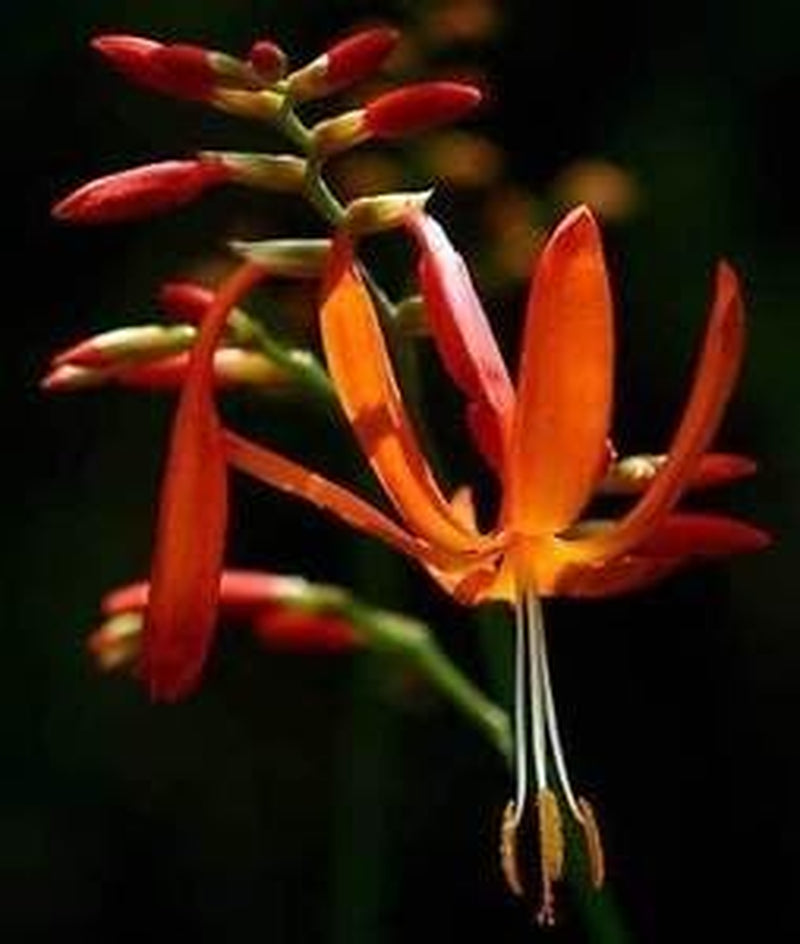 Crocosmia áurea | Estrella fugaz | Flor del día de San Valentín | Montbretía | 10 semillas