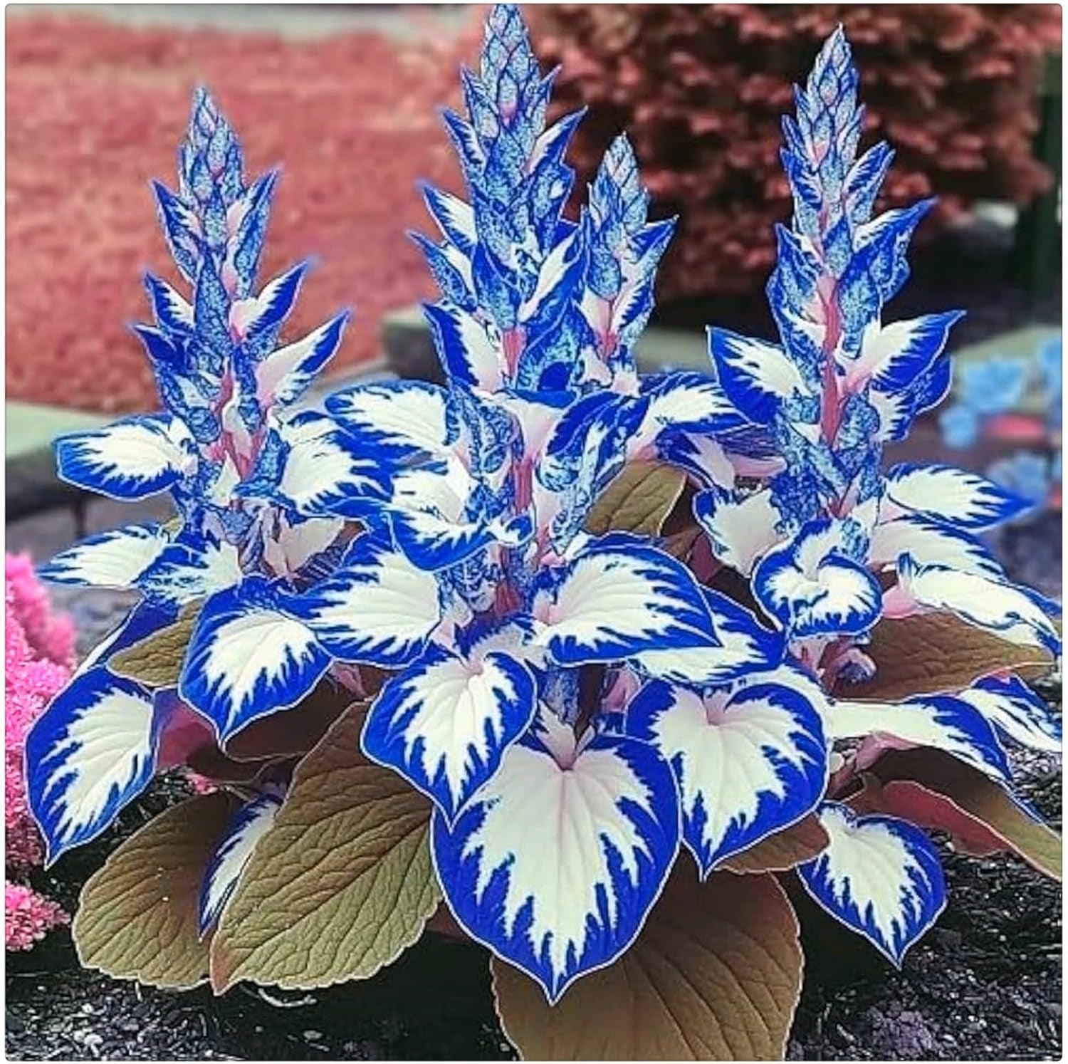 Blumenzwiebel Mix, Winterhart zwiebeln, Winterhart pflanzen, Mehrjährige Blumenzwiebel ist winterhart, Mysteriöse magische Glühbirne-4 Pflanzen Funken Hosta Rhizom