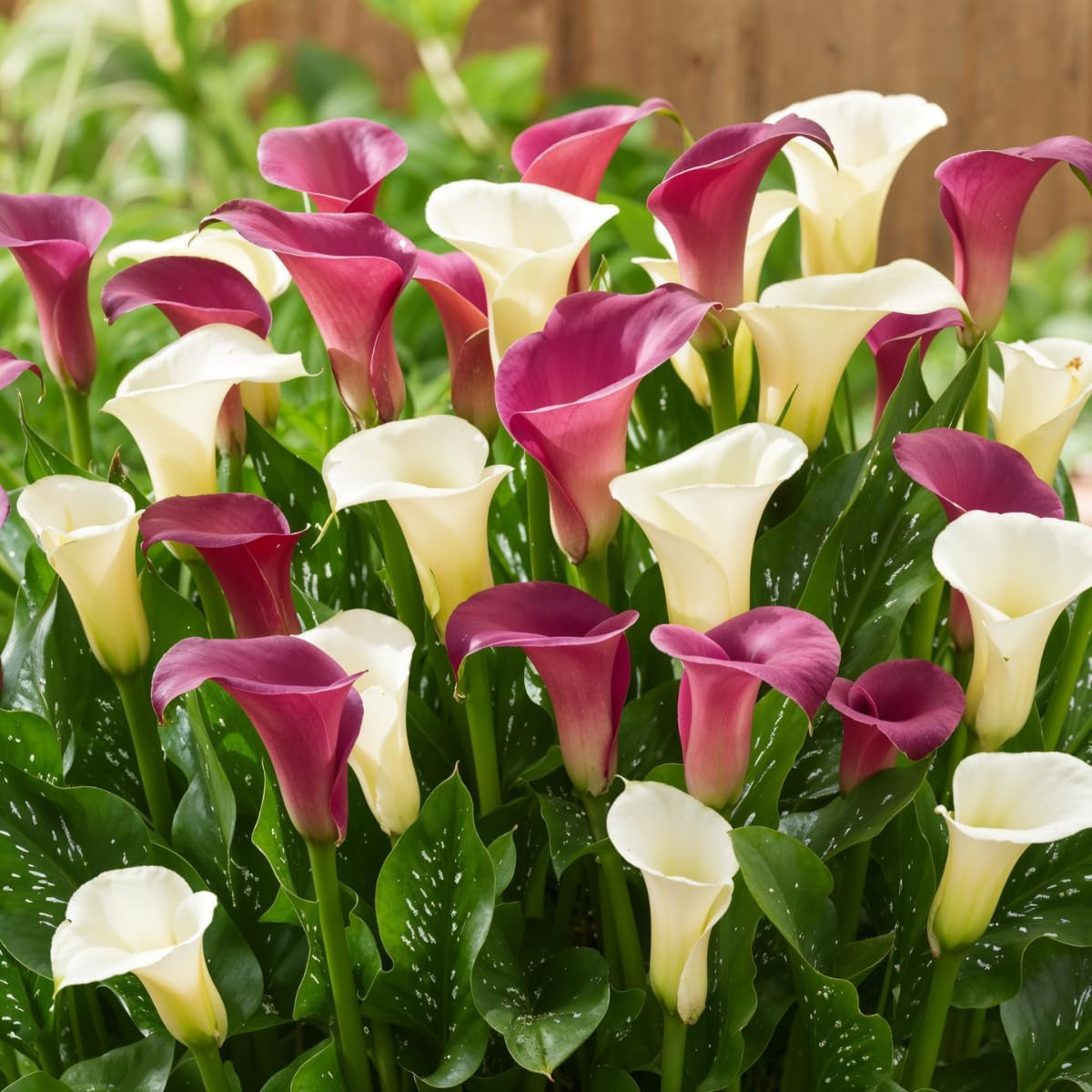 Calla Bulbs Hardy Perennial - Zantedeschia Orange Passion (naranja) - 5 bulbos de flores grandes - Plantas holandesas reales - para jardín y macetas (no semillas, no artificiales)