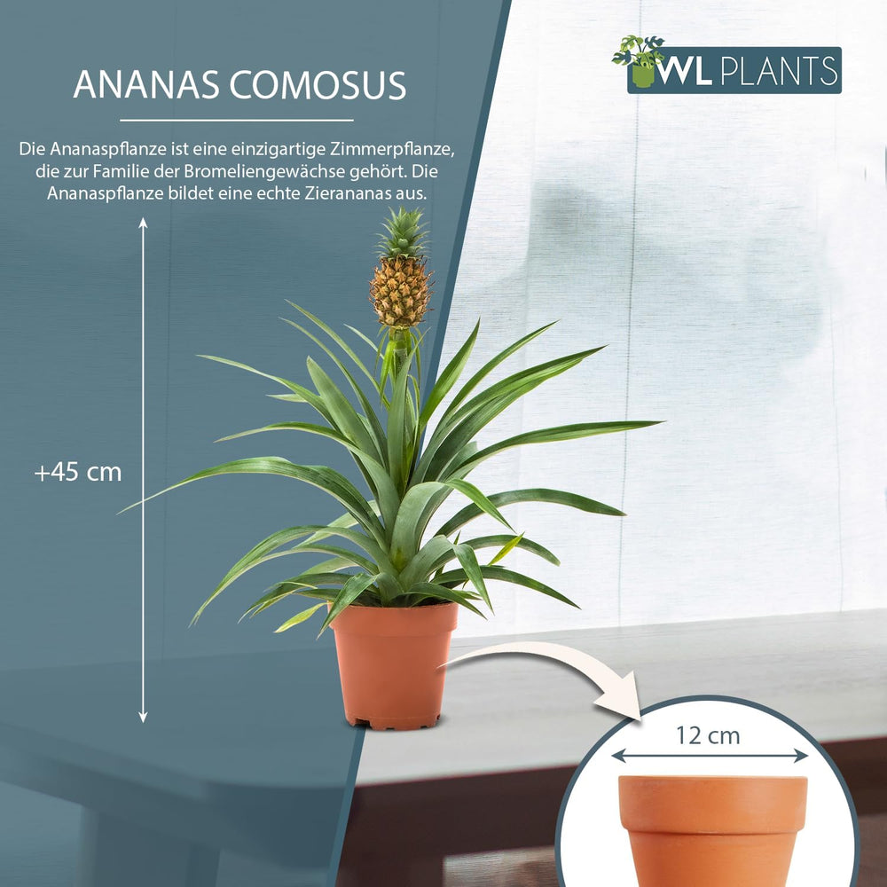 Zimmerpflanzen Set 2Er - 2X Ananas Comosus - Bromelia - Pflanzen Höhe +/- 45Cm Inkl. Topf Ø 12Cm - Aus Professioneller Zucht - Grünpflanzen Zimmerpflanzen - Topfpflanzen Echt