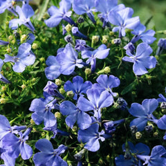 Männertreusamen, Lobelien Garten Extrem Winterhart Alte Sorten Bio Exotische 600Pcs