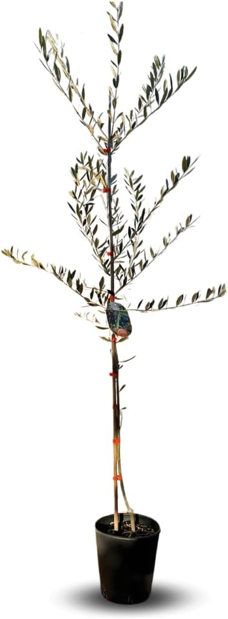 Olivier Olivenbaum Oliven Leccino - Obstpflanze Auf Blumentopf 20 Baum Höhe Max 150-2 Jahre Anbau Italien