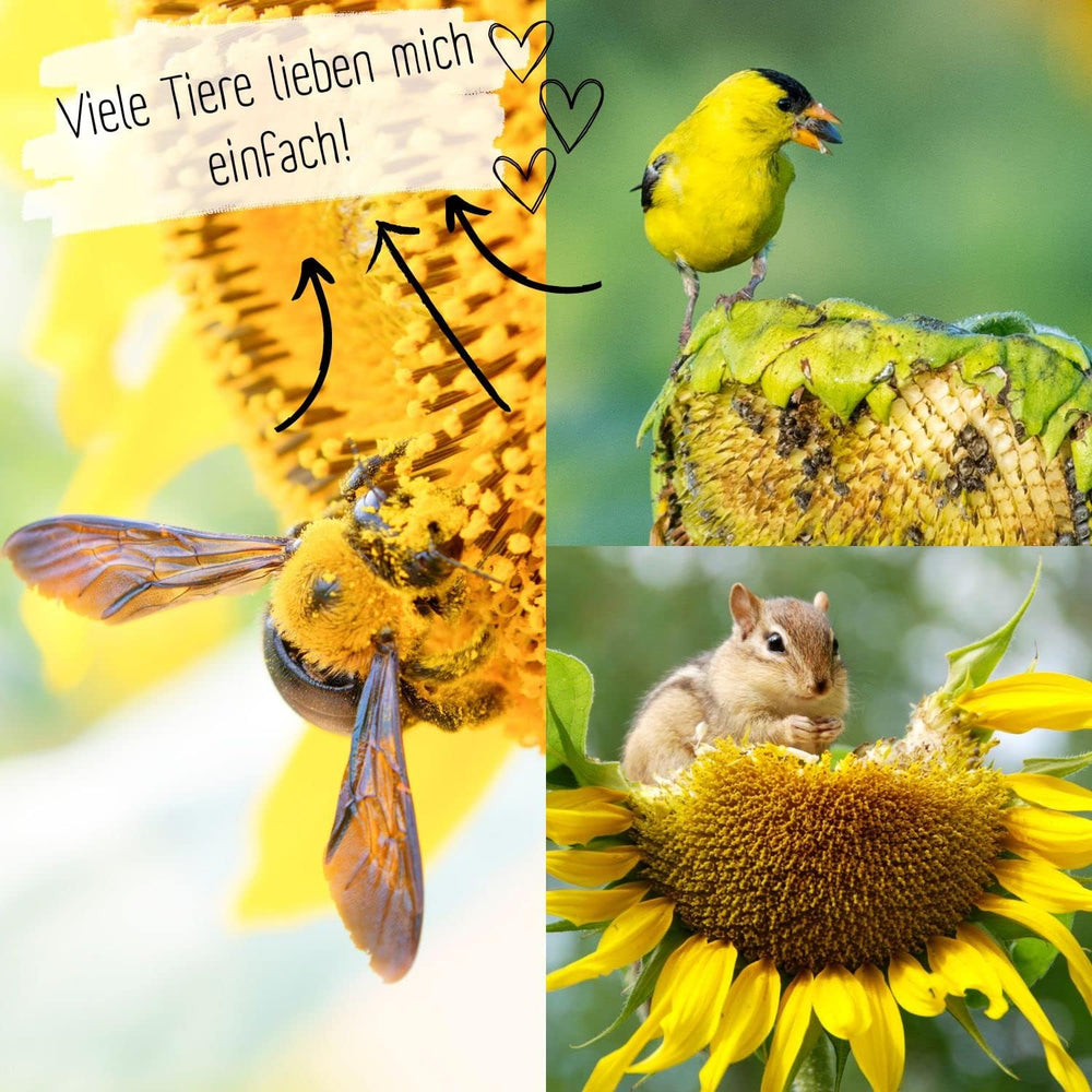 Pipas de girasol ecológicas, ramificadas, 20 pipas de girasol con alta tasa de germinación, pipas de girasol para jardín, balcón, parterre o regalo para invitados. Semillas de flores de polinización libre.