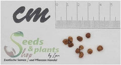 Stk - 10X Callicarpa Japonica Leucocarpa Japanische Schönfrucht Pflanzen - Samen B198 -
