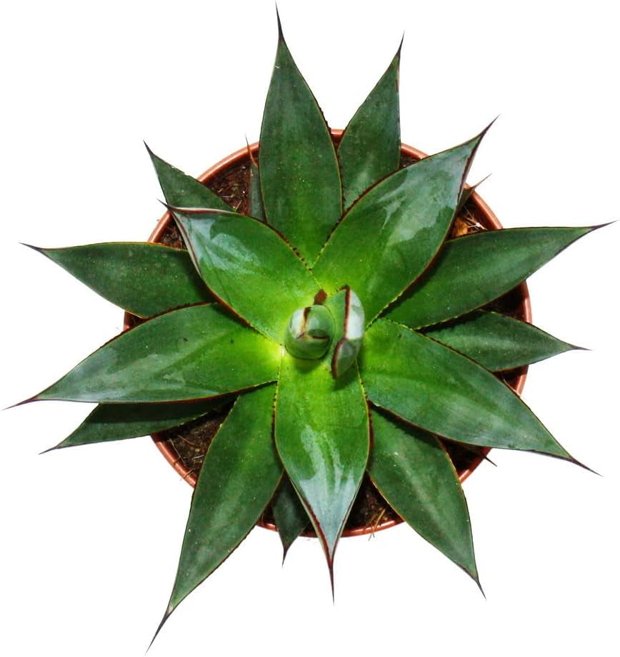 Exotenherz - Agave "Shaka Zulu" - 15Cm Topf - Sukkulente Zimmerpflanze