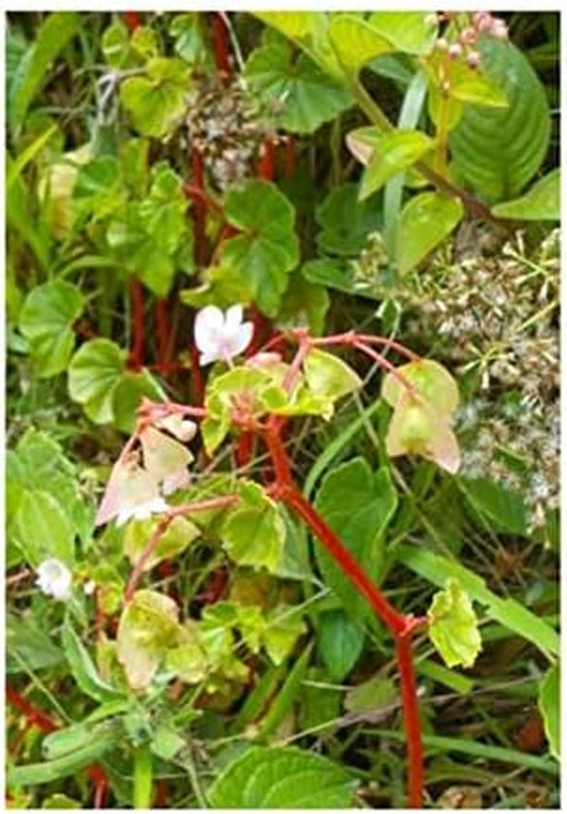 Stk - 10X Begonia Aequatorialis Ziersträucher Garten Pflanzen - Samen ID338 -