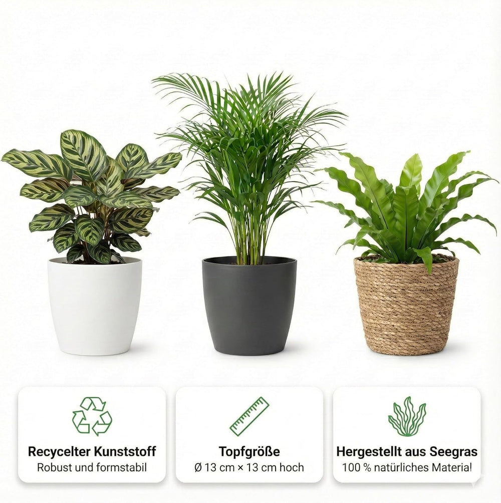 Vdvelde.Com - Luftreinigende Pflanzen Anthrazit 6 - Tierfreundliche Grüne Zimmerpflanzen - Einfacher Und Geringer Lichtbedarf - Ø12 Cm ↥Ca.40 Cm