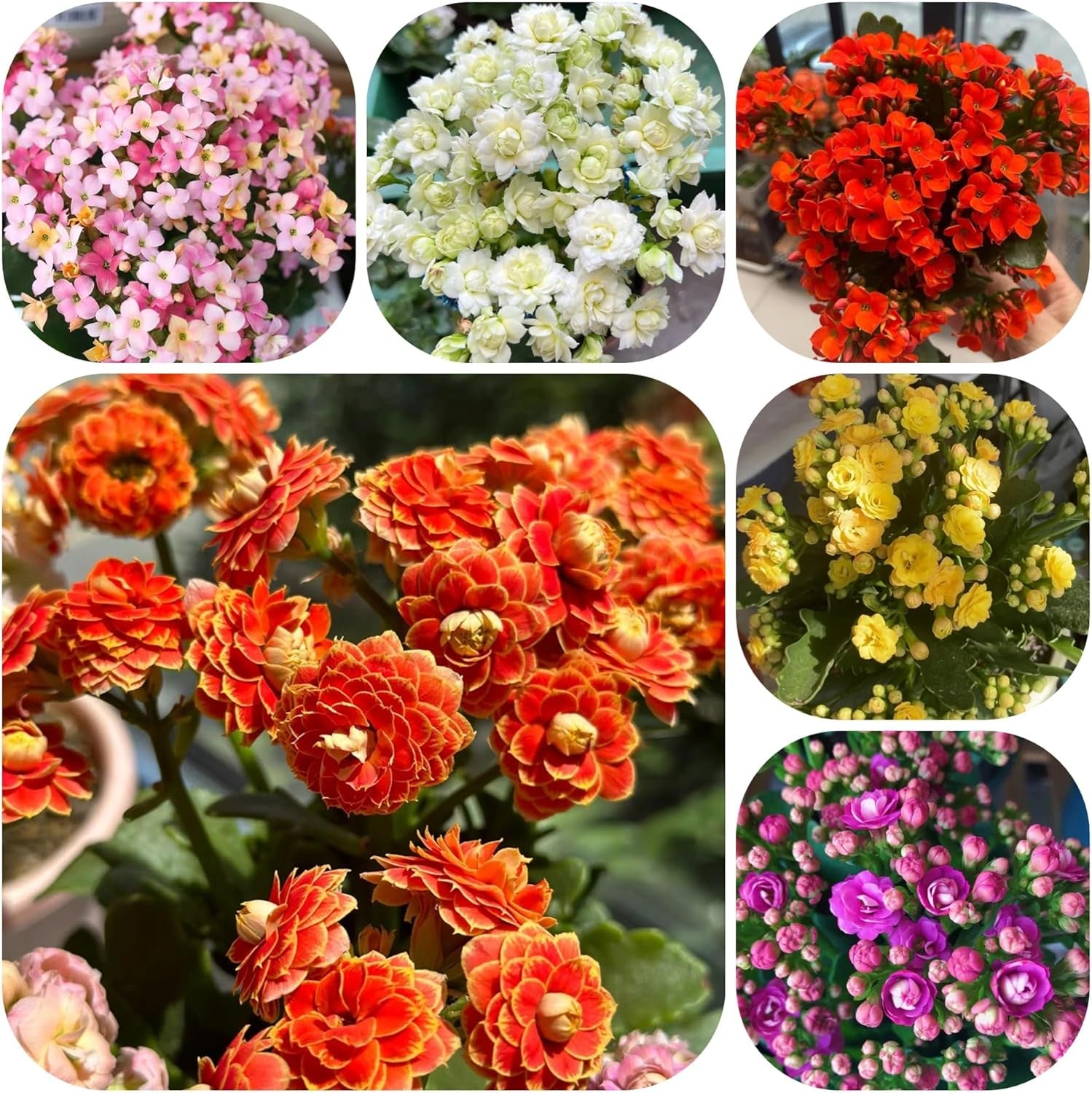Kalanchoesamen - Bodendecker Winterhart Steingarten Exotische Garten Mehrjährig Kübel Balkon 50Pcs