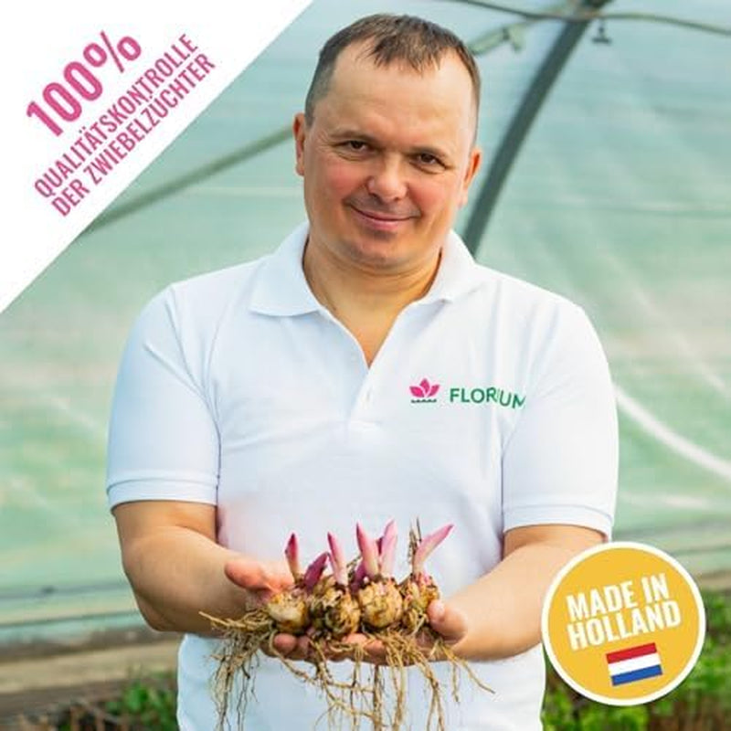 Colección de bulbos de lirio gigantes (15 bulbos de flores), 5 variedades fragantes, 5 de cada color, mezcla perenne holandesa resistente para el jardín (bulbos grandes, sin semillas)