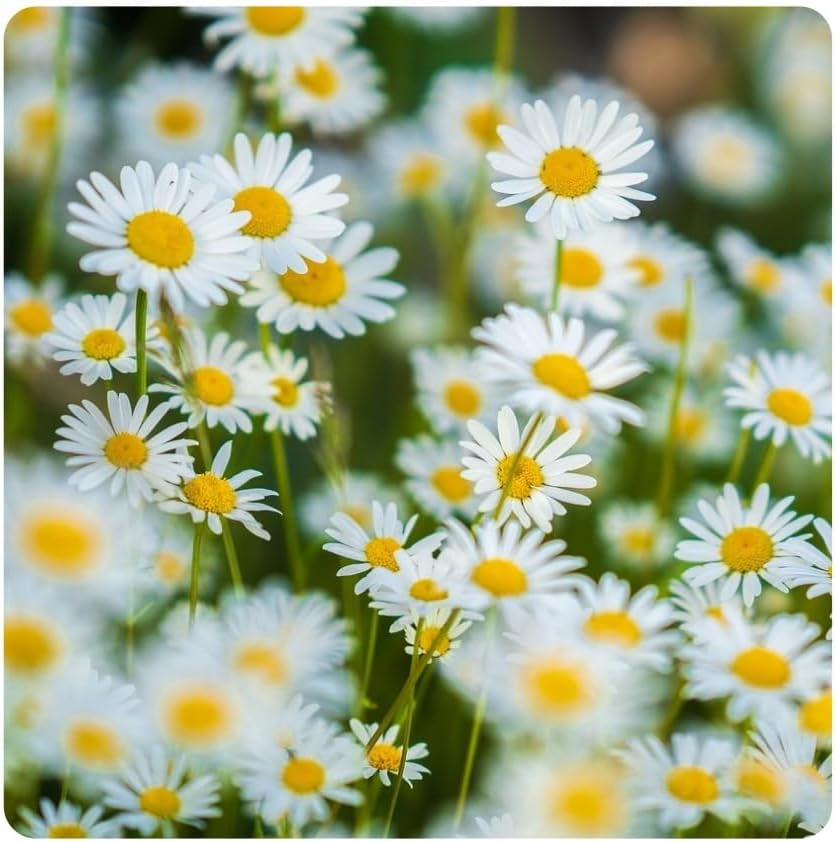 Flower Meadow - Mezcla de semillas de flores aptas para abejas - Flores silvestres y pastos para lugares secos - Semillas de flores silvestres - Mezcla de semillas anuales y perennes