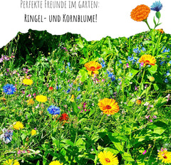 Semillas de caléndula (Calendula officinalis) - Planta medicinal versátil con flores comestibles e ideal para un prado de flores coloridas (Abendrot)