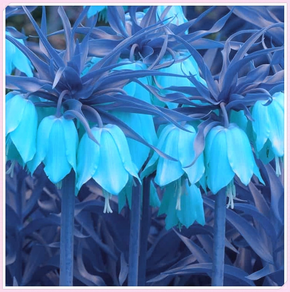 Blumenzwiebel Mix, Winterhart zwiebeln, Winterhart pflanzen, Mehrjährige Blumenzwiebel ist winterhart, Mysteriöse magische Glühbirne-4 Pflanzen Funken Hosta Rhizom