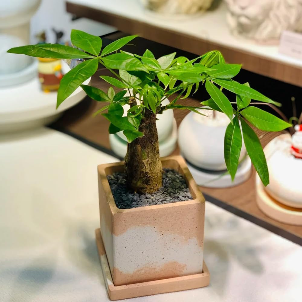 Glückskastanie, Sträucher Winterhart Mehrjährig Gartenpflanzen Garten Grünpflanzen Herbstpflanzen 5Samen