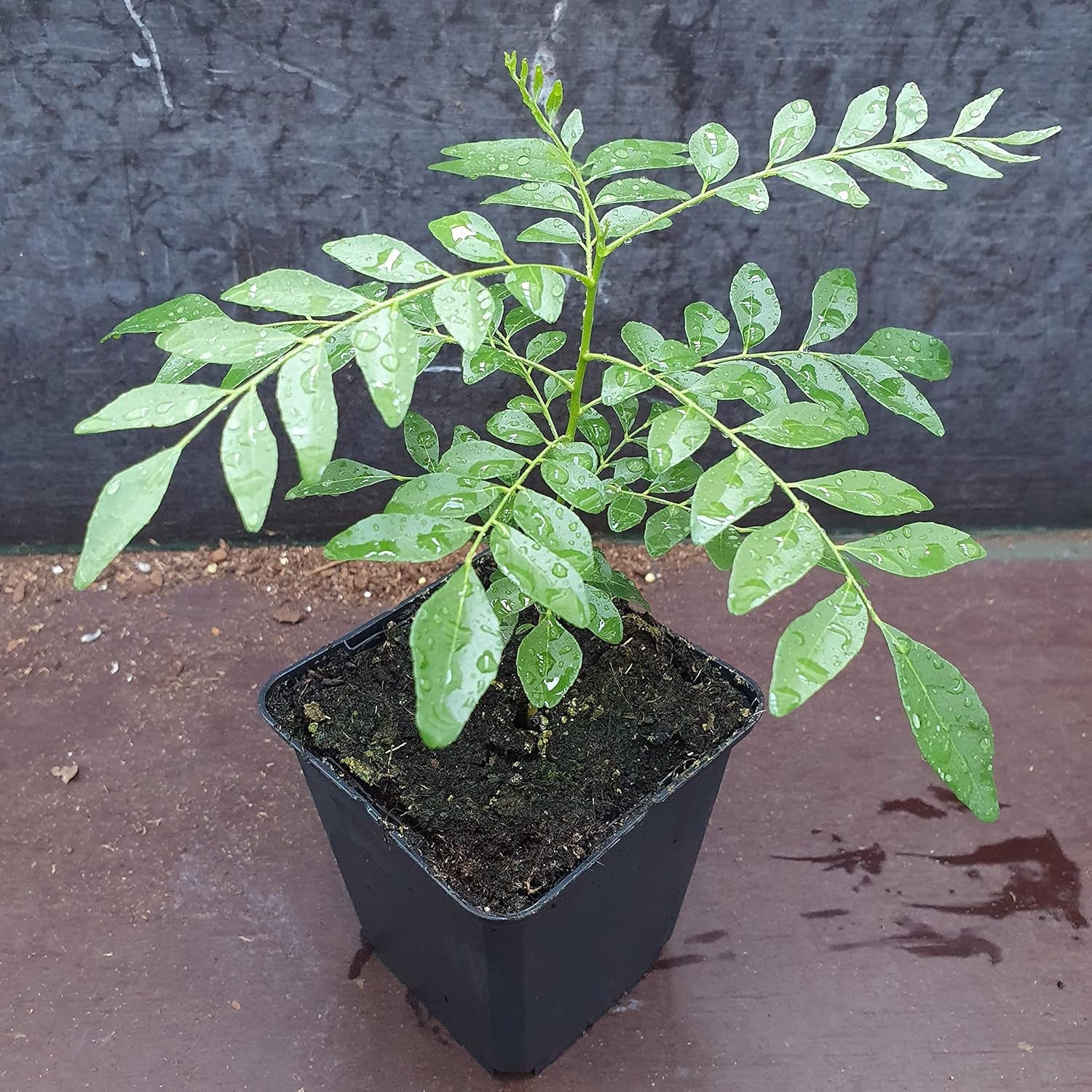 1 Curryblatt Baum | Murraya Koenigii | Aus Samen gezogen | Seleccionados en la UE | Indische & Sri Lanka Zimmerpflanze | 10-15 cm de altura en 7 cm de altura | Plantas de curry | Bergera Koenigii